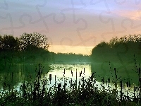 Szuwary, Jezioro, Mgła, Drzewa