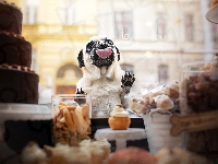 Język, Pies, Mops, Szyba