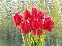 Szyba, Czerwone, Tulipany, Deszcz