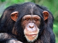Szympans