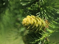 Modrzew, Szyszka, Igły