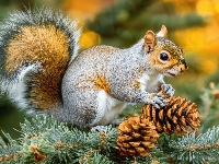 Szyszki, Gałązki, Wiewiórka