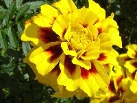 Tagetes patula