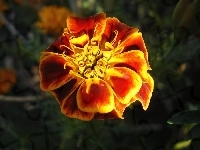 Tagetes patula