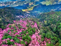 Wiśnie, Z lotu ptaka, Drzewa, Tajlandia, Park Narodowy Phu Chi Fa Forest, Góry Phu Chi Fa, Chiang Rai