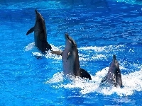 Tańczące, Woda, Trzy, Delfiny