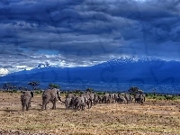 Kilimandżaro, Narodowy, Rodzina, Słoni, Afryka, Step, Park, Góry, Tanzania