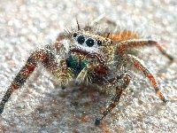 Tarantula, Powierzchnia