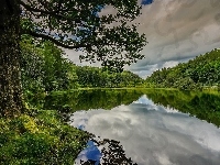 Obszar Lake District, Drzewa, Anglia, Kumbria, Jezioro Yew Tree Tarn
