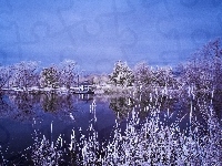 Tatarak, Jezioro, Drzewa, Śnieg
