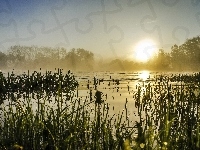 Tatarak, Słońca, Mgła, Wschód, Jezioro, Drzewa
