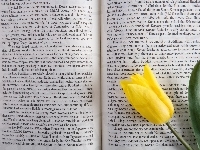 Tekst, Tulipan, Rozłożona, Książka, Żółty