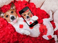 Selfie, Róża, Jack Russell terrier, Płatki, Śmieszne, Telefon
