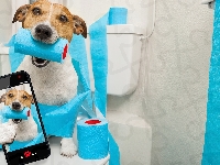 Pies, Papier toaletowy, Jack russell terrier, Selfie, Telefon