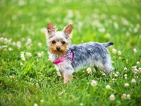 Koniczyna, Łąka, Yorkshire terrier