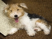 Terrier, Łaciaty, Kudłaty, Poduszeczka