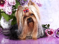 Wazon, Australian Silky Terrier, Kokardka, Kwiaty