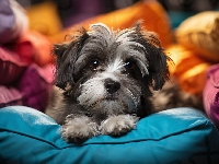 Pies, Pyszczek, Yorkshire terrier, Poduszki, Łapki