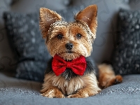 Pies, Czerwona, Yorkshire terrier, Poduszki, Muszka