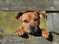 Oczy, Staffordshire Bull Terrier, Smutne, Ogrodzenie