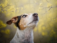 Pies, Jack Russell terrier