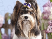 Terrier, Yorkshire, Pies