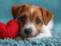 Pies, Jack Russell terrier, Szczeniak, Serce, Czerwone