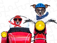 Dwa, Jack Russell terrier, Psy, Śmieszne, Motocykl