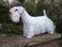 Sealyham Terrier, murek