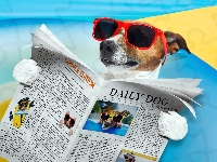 Gazeta, Jack Russell Terrier, Okulary, Śmieszne