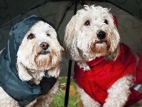 Terrier, Highland, Ubranka, West, White, Parasolka