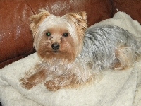 Yorkshire Terrier, Kanapa