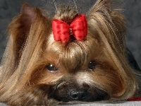 Yorkshire Terrier, Kokardka