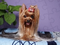 Yorkshire Terrier, Kokardka