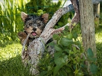 Terrier, Pies, Yorkshire, Trawa