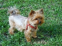 Yorkshire Terrier, 
