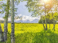 Drzewa, Stany Zjednoczone, Góry, Promienie słońca, Park Narodowy Grand Teton, Wyoming, Brzozy