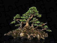 Ciemne, Drzewko, Bonsai, Tło