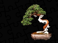 Czarne, Drzewko, Bonsai, Tło