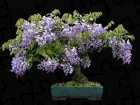 Czarne, Bonsai, Glicynia, Tło