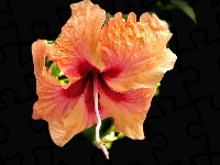 Tło, Ciemne, Hibiskus