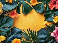 Liście, Plumeria, Monstera, Kwiat, Kwiaty, Hibiskus, Żółte tło