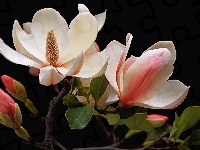 Ciemne, Biało-różowe, Liście, Grafika, Magnolia, Kwiaty, Tło