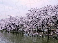 Tokio, Park, Wiśniowy, Japonia