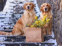 Schody, Dwa, Ośnieżone, Kwiaty, Golden retrievery, Psy, Torebka