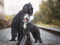 Psy, Bearded collie, Owczarek francuski Briard, Kolejowe, Tory