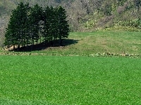 Trawa, Pola, Łąki, Drzewa