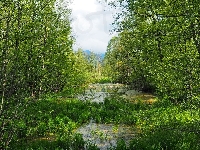Bagno, Drzewa, Las, Trawa