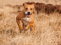 Trawa, Amstaff, Biegnący