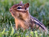 Trawa, Wiewiórka, Chipmunk, Łąka